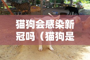 猫狗会感染新冠吗（猫狗是否会感染新型冠状病毒）